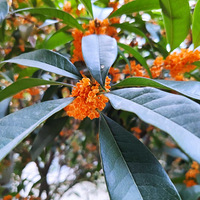 ������Ļ���ŵ���