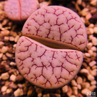 ����·����͹��[����]