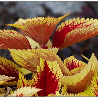 ��Ҷ��һһ������Ϣ��