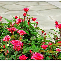 �ٿ����¼�2һһ������Ϣ��