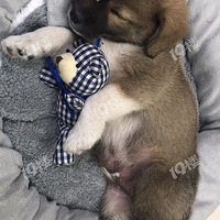 Ѱ��һֻС������13957136306