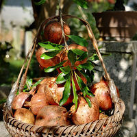 84��Ů��������