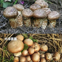 ǧ���ԩ��Ǯ���˳�����������ʳ�ģ��ܿ����Ǽٵ�