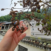 ءֳָ֦ζ𣬺ܶСʱ򶼳Թ