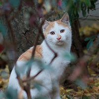 ��ϢС��԰����