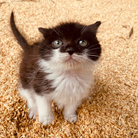 12��Ҫ������