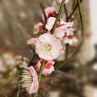 �����ߵ�÷��