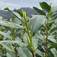 �����Ɑ�����ϡ�.��.#������