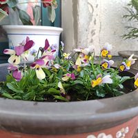 �봺���ֻ�