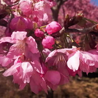 3��ӣ�����ţ����Խ׶�Сս���