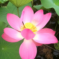 ���������˰�����