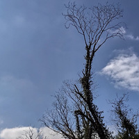 ���Ƴ��У��Ѽ��ʺ硣