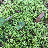 �ε�������ͣͣ