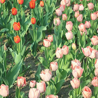 ̫����ġ����ζ������ˣ�����ԤԼС���У�