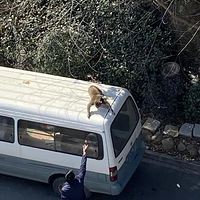 ���ݣ�����죡һȺҰ�����Ӵ�ҡ��ڹ���·��