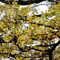 ������Щ�������ϵ��Ѿ�һ����ǧ�꣬���껹��Լ15.7��ƽ����