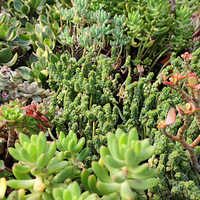 �ֵ������ļ����ˣ�