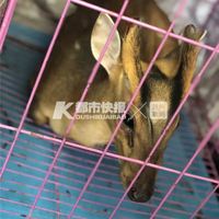 ������������ֻС¹����Ӿ��3��ǰ�к���Ҳ���ֹ���Ҳ����Ӿ