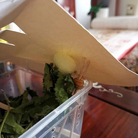 ��������ϱ��������л�������ɫ�ϼ룬ȥɣҶ������ѧ