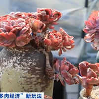 һ�����5��Ԫ�������Ҳ�е�����ֲ����ˣ����ܡ��Ƽ�����