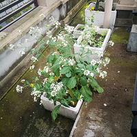 ֻ�������������ı����ֳ������Ĵ��ܲ���