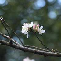 ���ݵ����һƬӣ�����ˣ��������Ҫ������