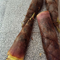 ��ҹһ��ִ���֮һ��������ʳ�������ޣ�©���������ֻ�ڼ�����