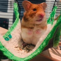 �������׶ء������ȳ� ���ҵĲ��󡰰¹�˹����ۡ�