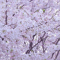 ��԰������ɫ�ز�ס������������Щ�ط���һ����ɫ֮ͽ��