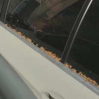 ������ǿ������ɱ�����ݣ�������ȴ�кã����ڲ����ٶ�������