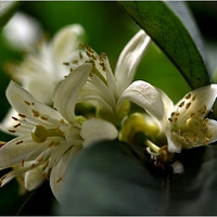 ������ɽ���ֺ�������ݣ����ѣ��ⲻ�ǡ��㶹���֡���