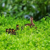 �ú�ѼѪ������ͻ�����7�һ������������