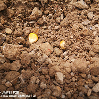 �¶��Ͷ�����Ľ��ա�