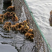 ���¶����ж����������ѣ����ֳ������ʽ�����ʳ���������