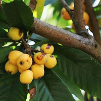 ���裡3���ع���Ա�ɴ�ӡ�ȸ�Ⱦ�����¹ڲ������������