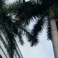 ���ӱ�һƬ��Ҷ�����ڵأ����Ѿ��ˣ�����ҵ���֪��һ����