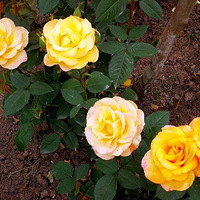 �С�����������ȫ���Ѳ���Ǯ�����������