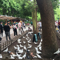 ����һСѧ������ͻȻ����Ұ�����һ�黹�ǹ��Ҷ�����������