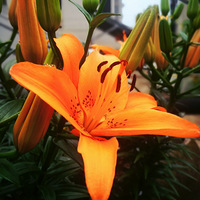 ���������ꡫŭ�ŵ�����