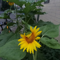 �������껨����