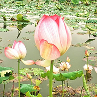 ÿ���ҵ�����ں����˵��������ֿ�ʼ�ˣ����ų��ݲ���ʱ����Լ