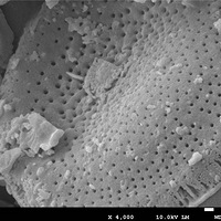 �������ܳ���ȩ��ʮ��ǰ������˰��ô���ڽ���