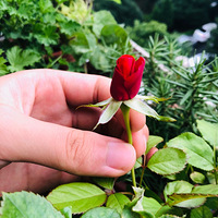 һ��������ʽ�У���Զ�����ʱ