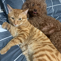 �Ҹ��˺���һ���޹���è