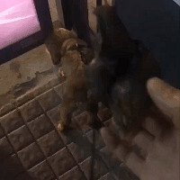 ��������ȭͷ�����ţ��ǧ������������������յ�40�棬����