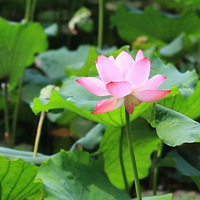 �����������ɻ��������ѣ���÷���ǰ��������Щ�ط��ĺɻ����ÿ�