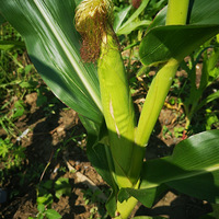 ��һ���֣�������