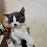 ���׼����Ҽҳ�