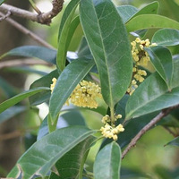 �������գ������һ�ƹ������ں�������������ʱ��������껹��