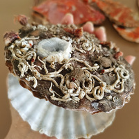 �������磬�ԳԺ��ʣ����޹��ӣ����ڽ�����